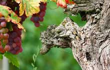 great wine and food on a walking holiday in alsace in france europe